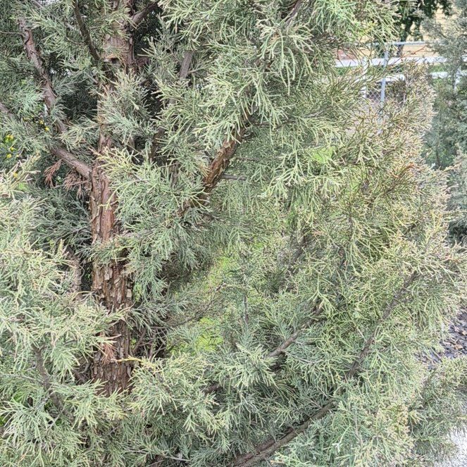Photo of the plant species Skyrocket Juniper by @SedulousRedash named Demi on Greg, the plant care app