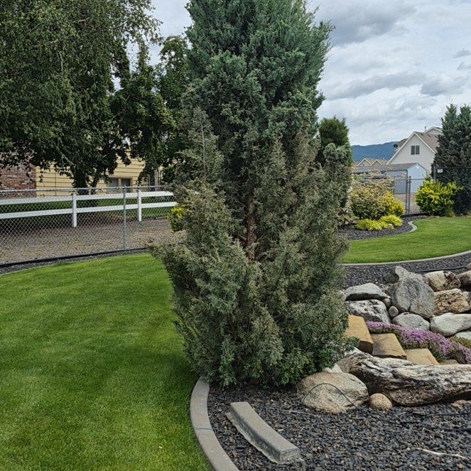 Photo of the plant species Skyrocket Juniper by @SedulousRedash named Demi on Greg, the plant care app