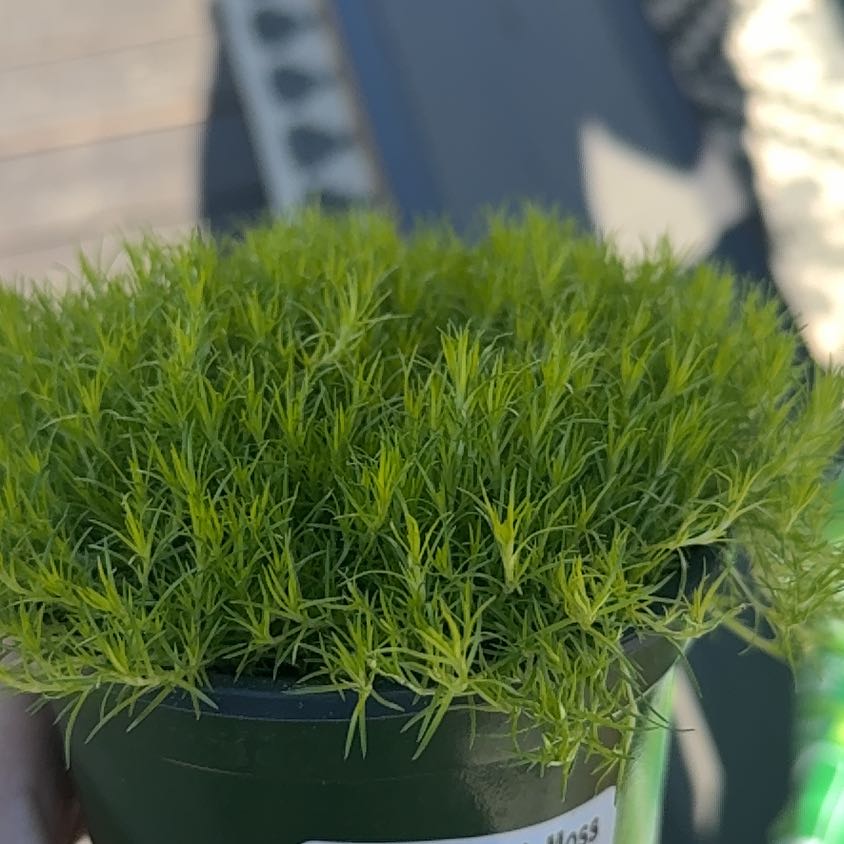 Photo of the plant species Broom Forkmoss by @DNASAND87 named Kendall on Greg, the plant care app