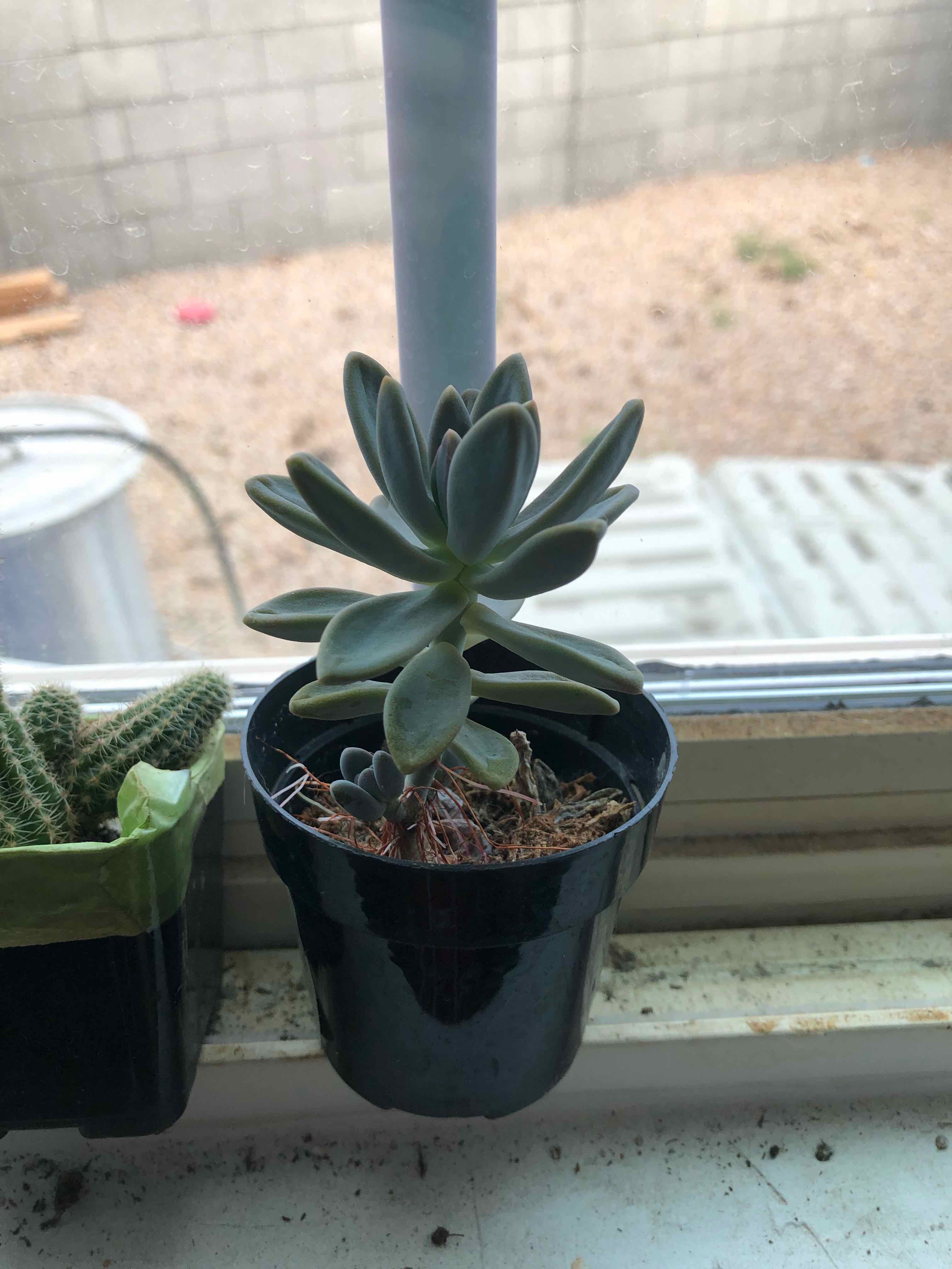 Graptoveria 'Blue Pearl' succulent in a black pot on a windowsill, with another plant in the background.