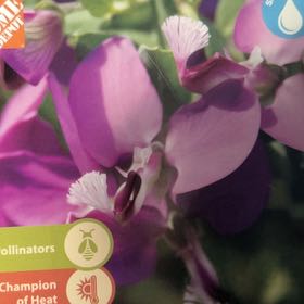 Photo of the plant species Sweet Pea Bush by @BrainyShyleaf38 named Rosa on Greg, the plant care app