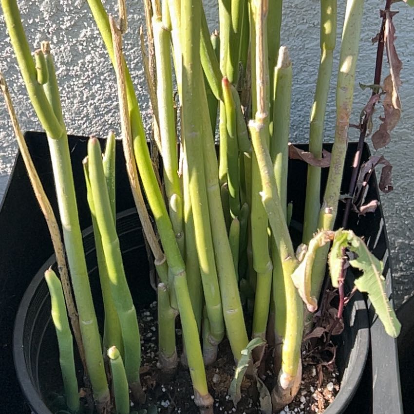 Photo of the plant species Slipper Plant by @BrainyShyleaf38 named Bieber on Greg, the plant care app