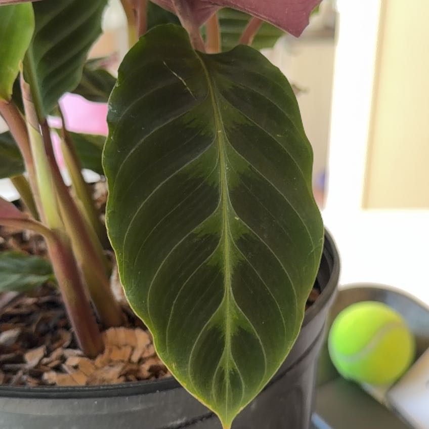 Photo of the plant species Calathea WARSCEWICZII by @Jadegetchell named Alexandria on Greg, the plant care app