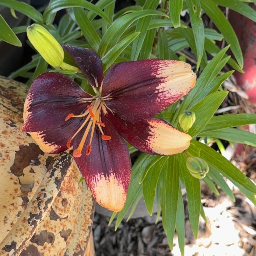 Photo of the plant species Orange Lily by @DaringJubaea45 named da Vinci on Greg, the plant care app