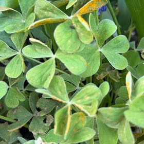 Photo of the plant species Jointed Woodsorrel by @PrimoKaramu83 named Ronaldo on Greg, the plant care app