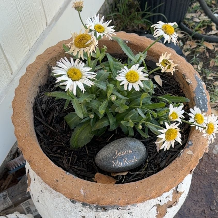 Photo of the plant species Max Chrysanthemum by @SlickRamarama19 named Tupot amaroot on Greg, the plant care app