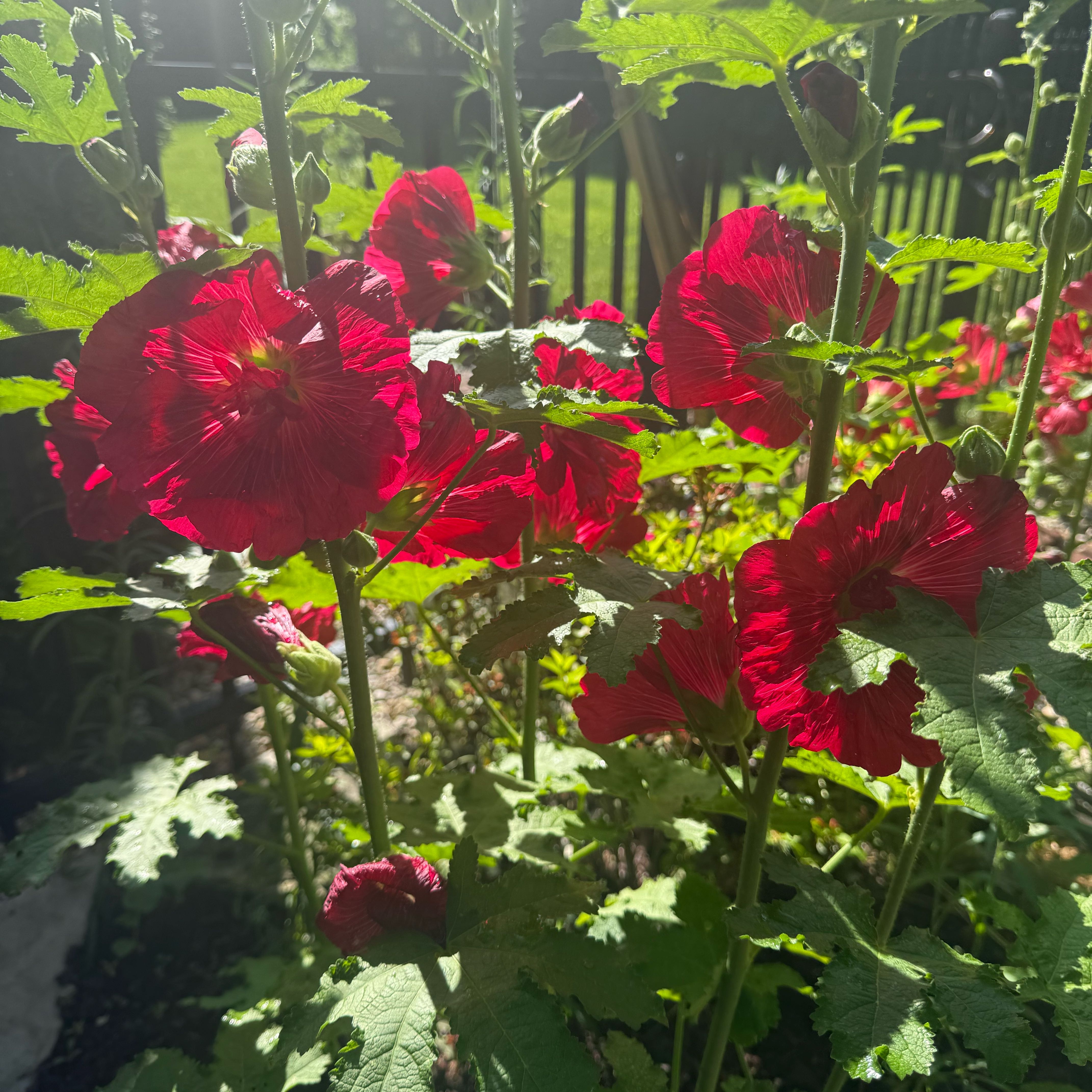 Photo of the plant species Hollyhock by @RadBuzzylizzy52 named Treeyoncé on Greg, the plant care app
