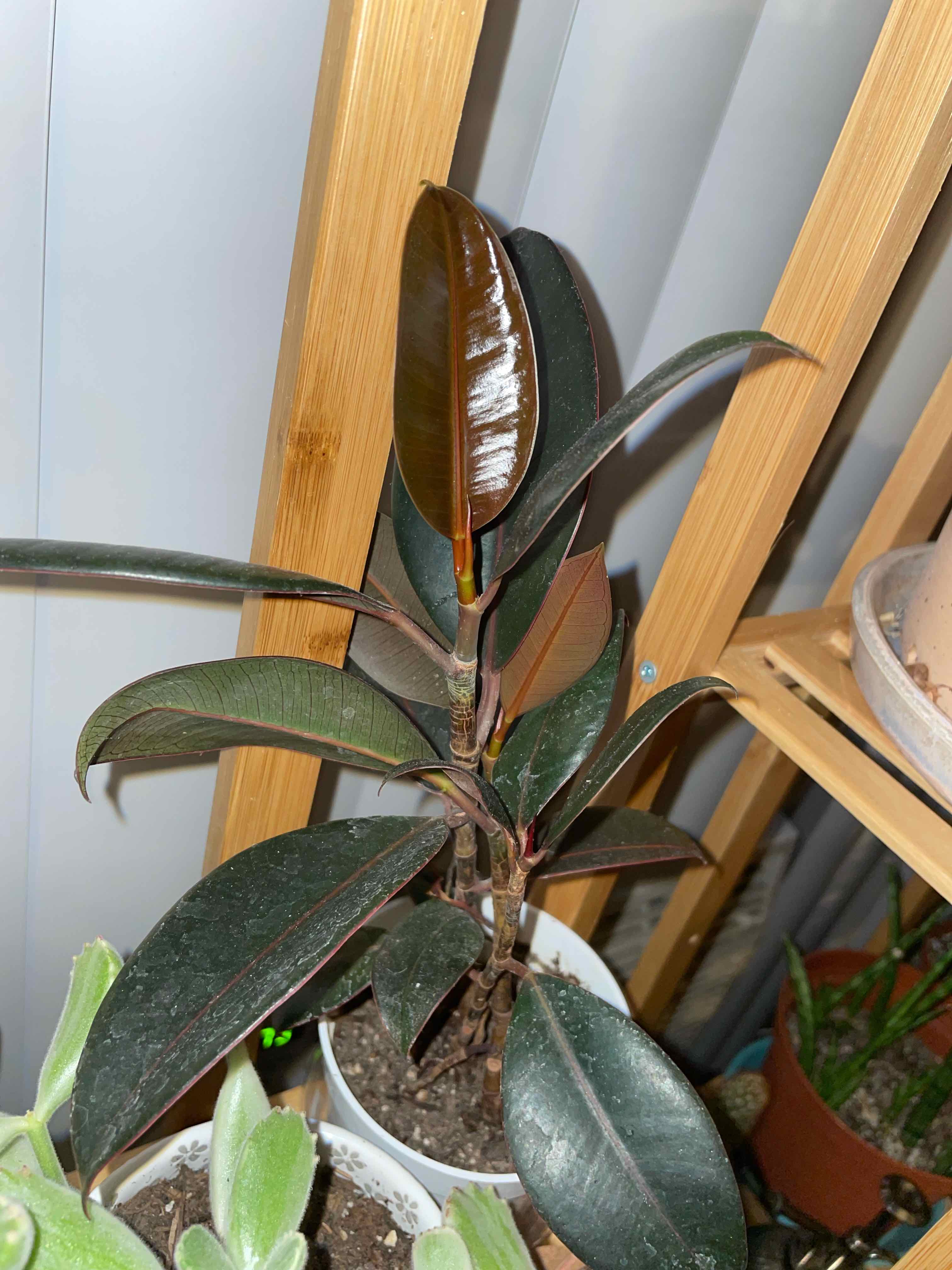 Burgundy Rubber Tree with dark, glossy leaves in a pot with visible soil.