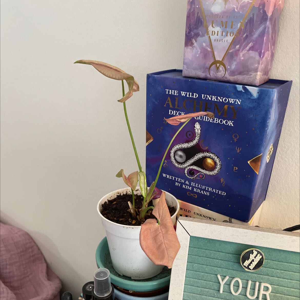 Pink Syngonium plant in a white pot with some yellowing and browning leaves, placed on a shelf.