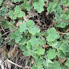 Photo of the plant species Lady's Mantle by @SoothingBasil55 named Mando on Greg, the plant care app