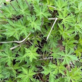 Photo of the plant species Meadow Geranium by @SoothingBasil55 named Nemo on Greg, the plant care app