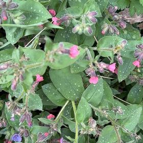 Photo of the plant species Common Lungwort by @SoothingBasil55 named Navajo on Greg, the plant care app