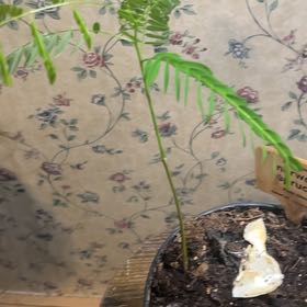 Photo of the plant species Norway Spruce by @WillSapote39 named Sanders on Greg, the plant care app