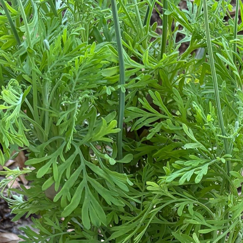 Photo of the plant species Fernleaf Lavendar by @HonoraryGrass28 named Bruce Lee on Greg, the plant care app