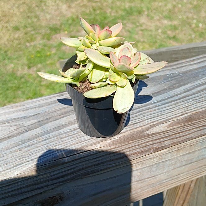 Photo of the plant species succulent by @YeahZinnia20 named Madonna on Greg, the plant care app