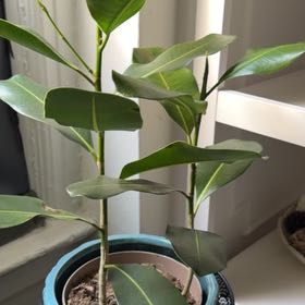 Photo of the plant species Ficus Microcarpa by @EcstaticFord41 named Shakira on Greg, the plant care app