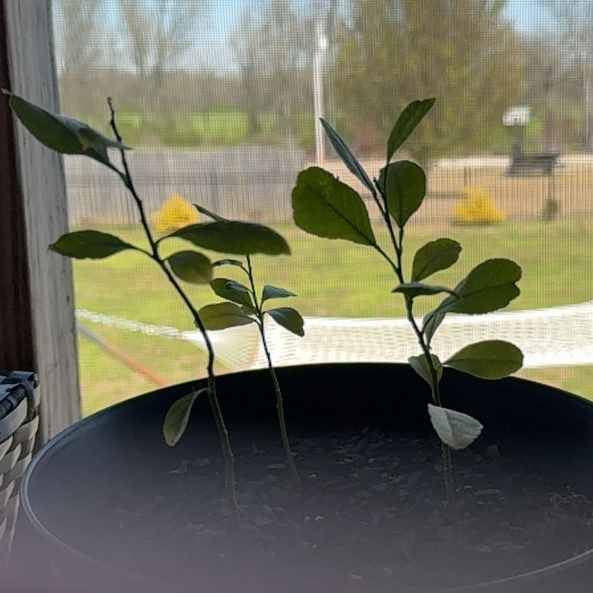 Photo of the plant species Lemon by @VipAlula21 named Doja Cat on Greg, the plant care app