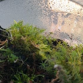 Photo of the plant species Roundleaf Ceratodon Moss by @VipAlula21 named Zion on Greg, the plant care app