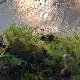 Photo of the plant species Roundleaf Ceratodon Moss by @VipAlula21 named Hamilton on Greg, the plant care app