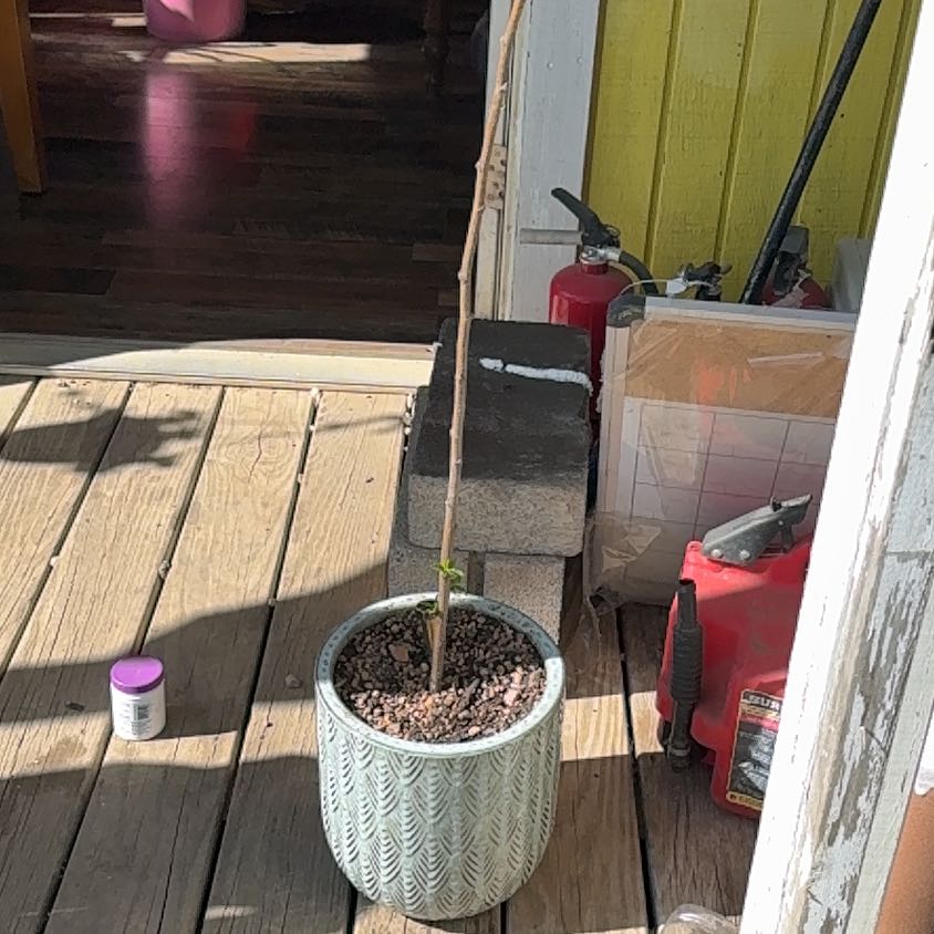 Photo of the plant species Burgandy Plum Tree by @KinglyWasabi39 named Sigmund on Greg, the plant care app