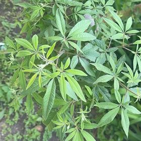 Photo of the plant species Vitex Agnus-Castus by @KinglyWasabi39 named Harmony on Greg, the plant care app