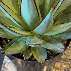 Photo of the plant species Agave Blue Glow by @TryPixiecap32 named Zeus on Greg, the plant care app