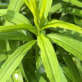 Photo of the plant species Canadian Goldenrod by @ProAgarito61 named Wall-E on Greg, the plant care app