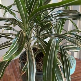 Photo of the plant species White Jewel Dracaena by @TidyLilliput65 named Hemingway on Greg, the plant care app