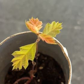 Photo of the plant species Swamp White Oak by @TidyLilliput65 named Honor on Greg, the plant care app