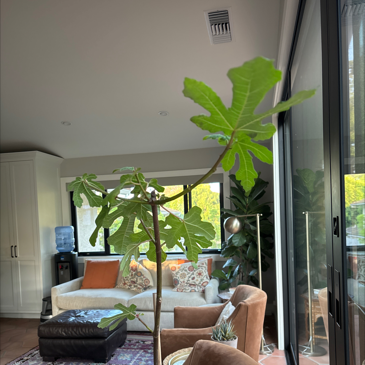Photo of the plant species Black Mission Fig by @TidyLilliput65 named Stella on Greg, the plant care app
