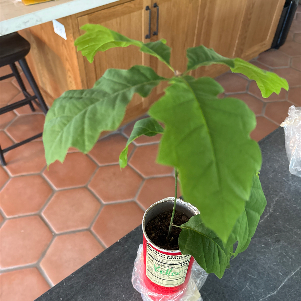 Photo of the plant species Swamp White Oak by @TidyLilliput65 named Keller on Greg, the plant care app