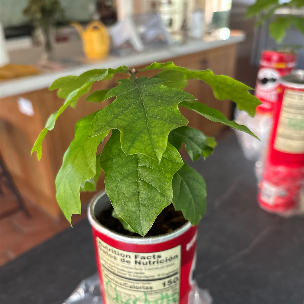 Photo of the plant species Swamp White Oak by @TidyLilliput65 named Charlotte on Greg, the plant care app