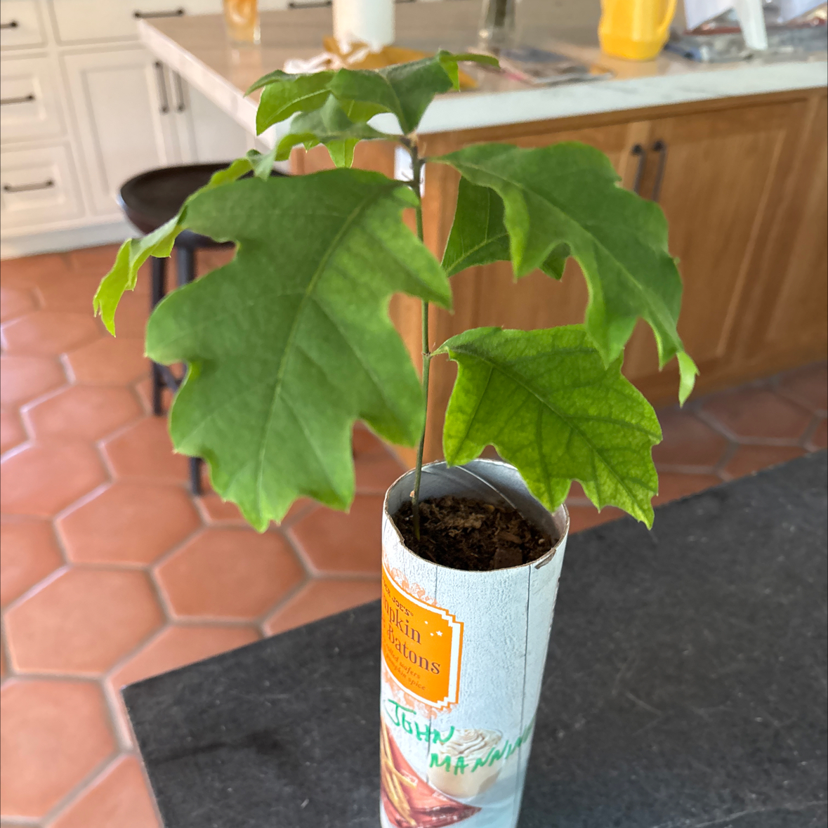 Photo of the plant species Swamp White Oak by @TidyLilliput65 named John Manning on Greg, the plant care app