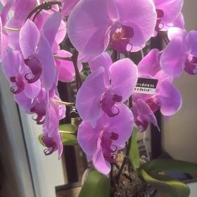 Photo of the plant species Western Orchid by @PeakKale54 named Robert Plant on Greg, the plant care app