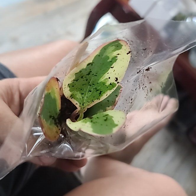 Photo of the plant species Water-Shield by @SwellRamsons92 named Austen on Greg, the plant care app