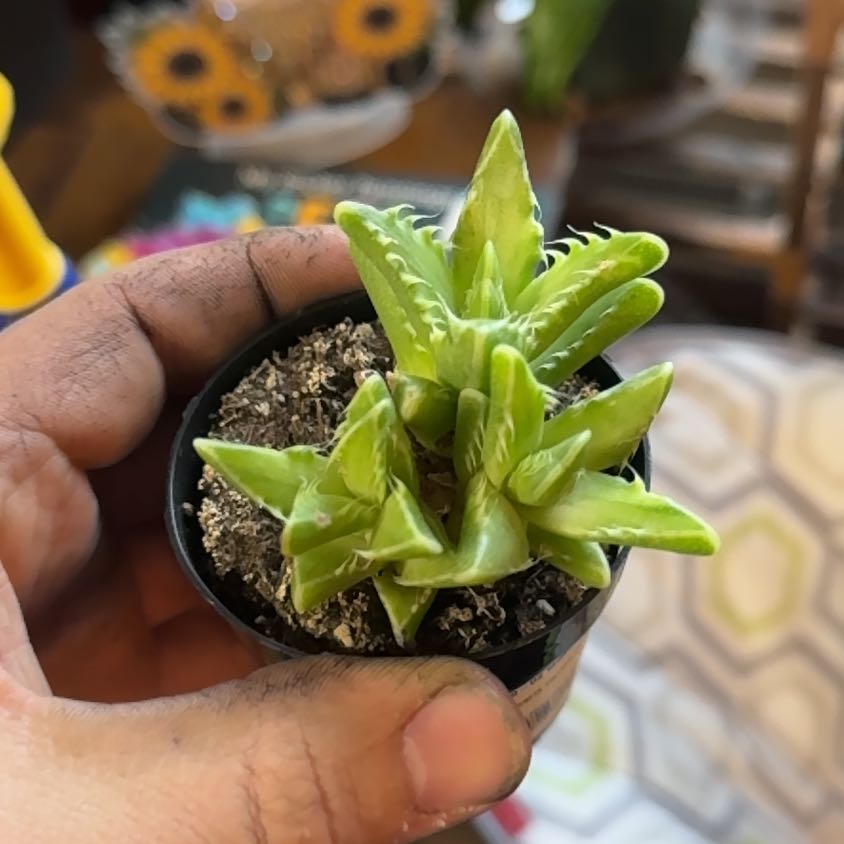 Photo of the plant species Varigated Tiger's Jaw by @RegalCactus2 named Hemingway on Greg, the plant care app