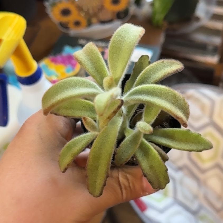 Photo of the plant species Chocolate Soldier Panda Plant by @RegalCactus2 named Shakira on Greg, the plant care app