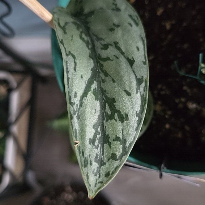 Photo of the plant species Scindapsus Silver Lady by @VastNutgrass78 named Silver Lady on Greg, the plant care app