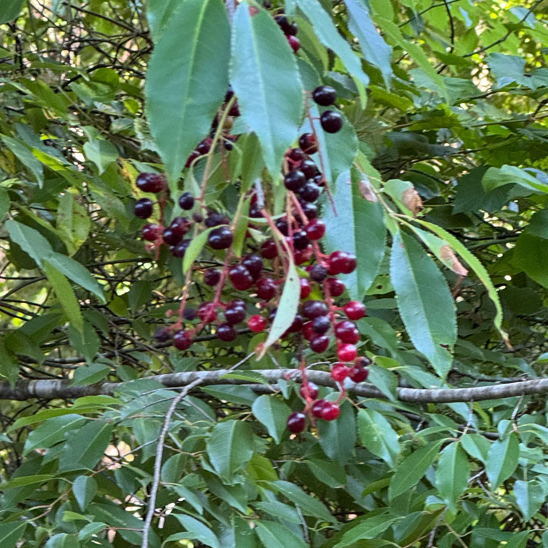 Photo of the plant species Black Chokecherry by @KeyPuka25 named Denali on Greg, the plant care app