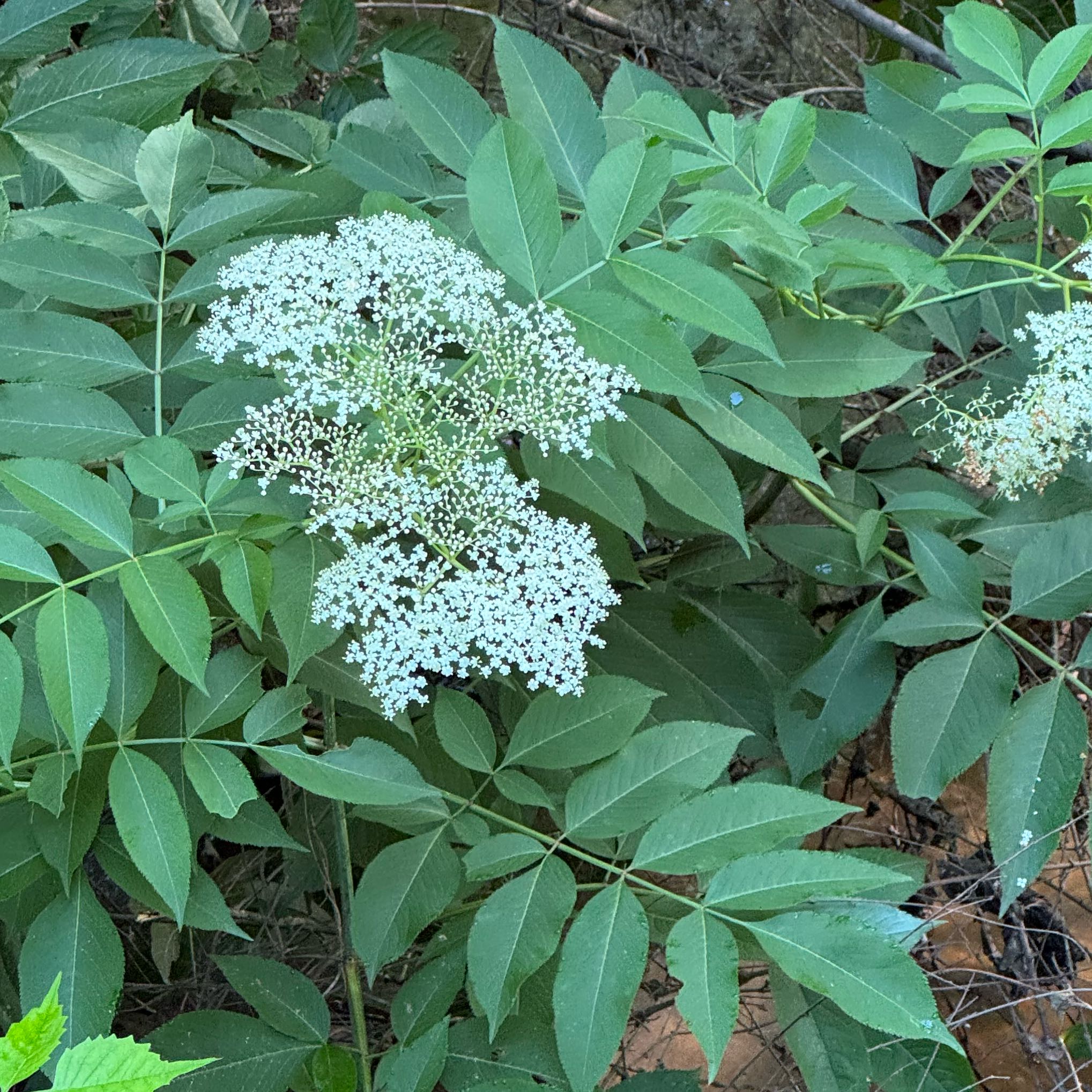 Photo of the plant species American Black Elderberry by @KeyPuka25 named Eva on Greg, the plant care app
