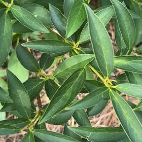 Photo of the plant species Border Forsythia by @KeyPuka25 named Leaf Erickson on Greg, the plant care app