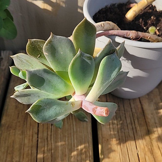 Photo of the plant species Echeveria 'Princess Blue' by @UnharmedAlula76 named Delilah on Greg, the plant care app