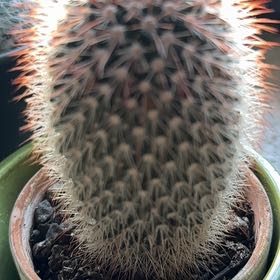 Photo of the plant species Texas Rainbow Cactus by @MeekAlicesundew named Keanu Leaves on Greg, the plant care app