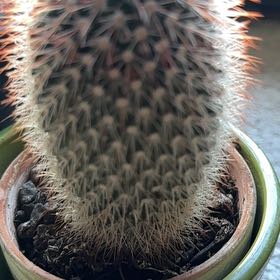 Photo of the plant species Texas Rainbow Cactus by @MeekAlicesundew named Muhammad Ali on Greg, the plant care app