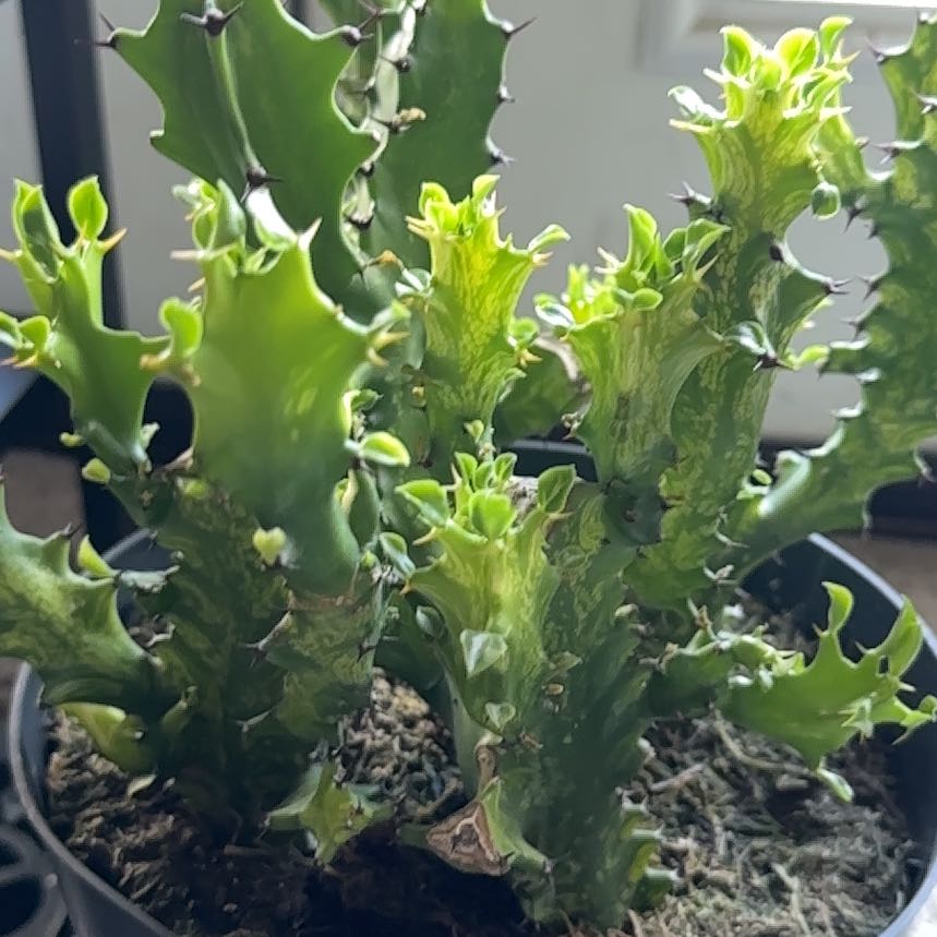 Photo of the plant species Sea Lettuce by @MeekAlicesundew named Gates on Greg, the plant care app