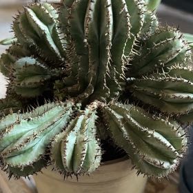 Photo of the plant species Mexican Giant Cactus by @MeekAlicesundew named Clooney on Greg, the plant care app