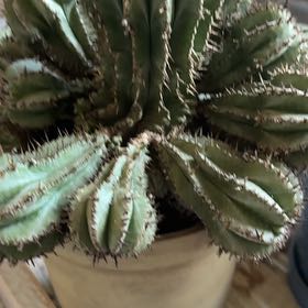 Photo of the plant species Mexican Giant Cactus by @MeekAlicesundew named Osmo on Greg, the plant care app