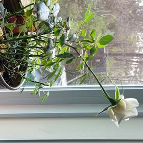 Photo of the plant species Baby Rose by @ActiveCorndaisy named Aria on Greg, the plant care app