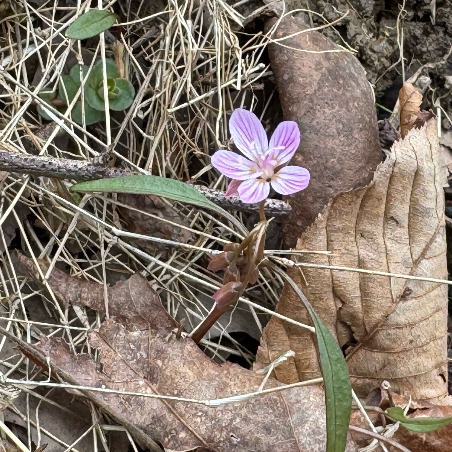 Photo of the plant species Virginia Springbeauty by @NeatTitanarum95 named Figyonce on Greg, the plant care app