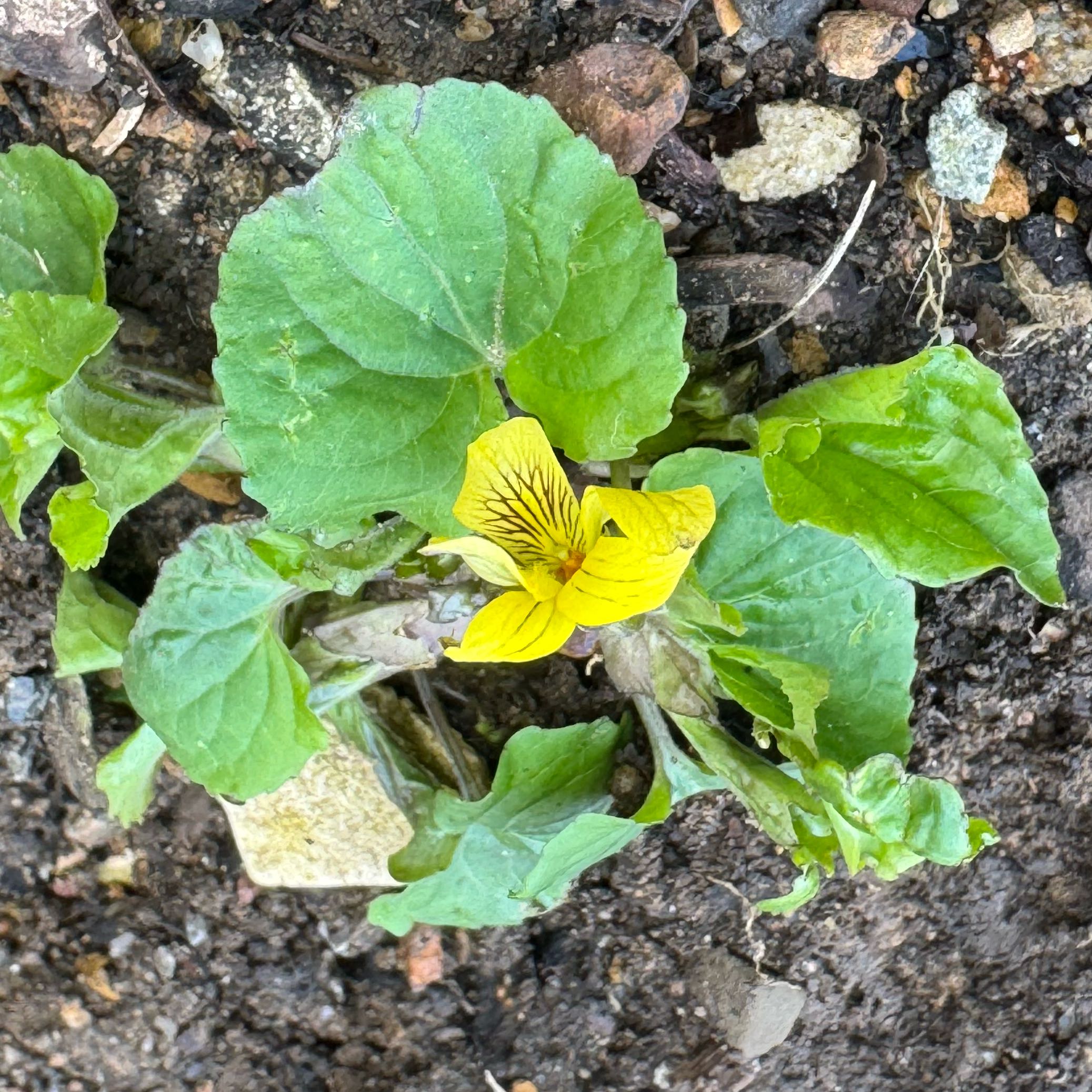 Photo of the plant species Smooth Yellow Violet by @NeatTitanarum95 named Leaf Erickson on Greg, the plant care app